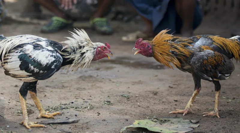 What is cockfighting betting? Why is this subject so popular?