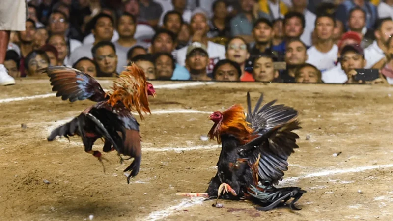 important experience when participating in Thomo cockfighting betting at JILI77